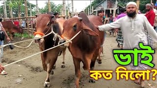 Bhai Koto Nilo Paragram Hozrotpur Gorur Hat 2024Part 12  Qurbani Cow Price in Bangladesh  Cows [upl. by Enobe]