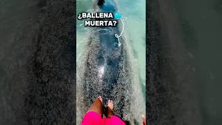 LAS BALLENAS MUERTAS EXPLOTAN 🤢 mexico humor shorts [upl. by Rosemary665]