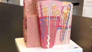 Corpuscle Nephron amp Kidney Model [upl. by Wandis]