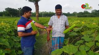 মালচিং পেপারে Mulch Film লাউ ১৫০০ টাকা খরচে ১ লাখ টাকার বেশি আয়তরমুজের মাচায় [upl. by Naugal]