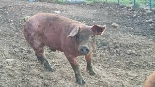 Duroc pigs outdoor  Farm Tzouramani [upl. by Adolph2]