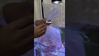 This Is How You Put Fishes Into An Aquarium Safely Via momentsgangTT [upl. by Aynahs]