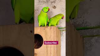 Ringneck parrot male and female [upl. by Hgielah36]