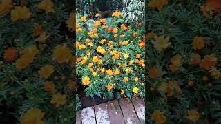 Garden Love 💛🧡 shorts garden flowers love nature [upl. by Otsuaf]