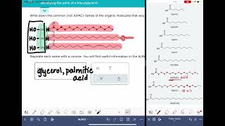 ALEKS Identifying parts of a triacylglycerol [upl. by Cand]