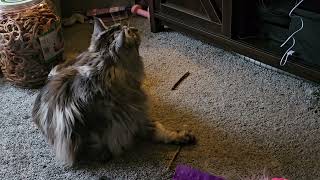 Maine Coon Cat out her tree on Silvervine Cat nip [upl. by Bremen508]