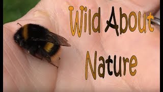 BuffTail Bumblebee Rescue  Bombus Terrestris  4K [upl. by Maisel]