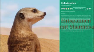 Entspannen mit Shaminsa Erdmännchen [upl. by Odelet]