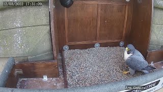 The Wakefield Peregrine Project  Spire Camera [upl. by Hahseram]