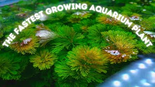 Limnophila Sessiliflora Ambulia the FASTEST growing Aquarium Plant and Ill prove it [upl. by Sosna]