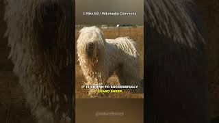 Komondor  The Mop Dog [upl. by Janos550]