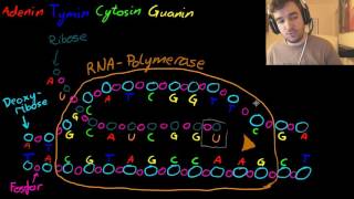 Proteinsyntesen del 1 [upl. by Burner]