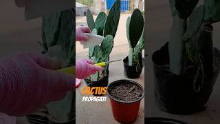 The Easy Way to Propagate Cactus Without Killing It [upl. by Nevlin]