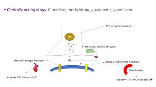 Antihypertensive drugs SympatholyticsAnimationantihypertensivedrugs [upl. by Michigan875]