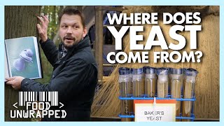 What is Yeast and How is it Found  Food Unwrapped [upl. by Won]