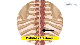 Multifidi and Rotatores  Trigger Point Anatomy [upl. by Marlowe403]