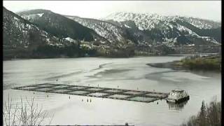 Norwegian TV2 News The truth about the Fish Farming industry in Norway [upl. by Newg]