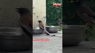 Fighting for food Myna amp Rufous treepie savefoodsavelife savebirds savesoil meditation birds [upl. by Enyalahs]