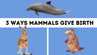 Mammals Three Different Ways Mammals give Birth [upl. by Eenal]