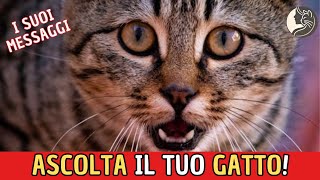 Ascolta il Tuo Gatto Scopri i 10 Suoni che Usa per Parlarti [upl. by Herbie]