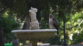 RedTailed Hawk In A Fountain [upl. by Aeiram674]