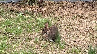 An Eastern Cottontail A Sphinx Moth And A Butterfly Bush easterncottontail cottontail wildlife [upl. by Luckett420]