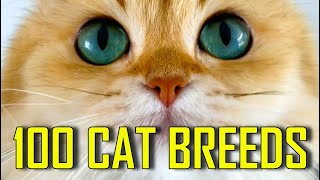 All 100 CAT BREEDS [upl. by Lettie]