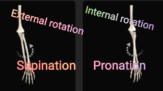 Radioulnar jointInternal and External Rotation [upl. by Nitza891]