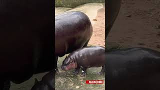 Baby Hippo Takes on MOO DENG in the CUTENESS Faceoff [upl. by Shifrah]