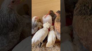 Gallinas de diversas r3zas shortvideo gallinas crianza [upl. by Aisa276]