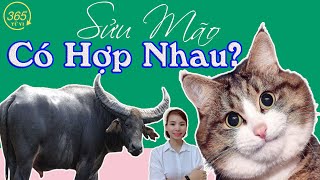 💓 Tuổi Sửu và Mão Có Hợp Nhau Hay Không [upl. by Ynnel166]