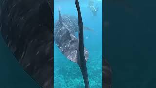 Dive with Giant POV Whale Shark 🐋💙 [upl. by Mandelbaum475]