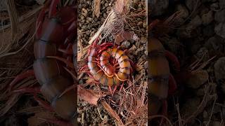 Scolopendra dehaani “Cherry Red” [upl. by Aicnatsnoc]