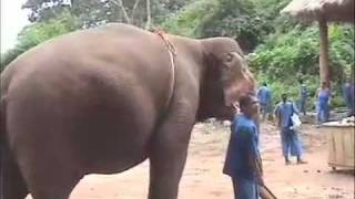 How to Ride an Elephant [upl. by Rip]