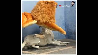 fake lion dog prank lion prank fake lion prank on dog dog tiger prank dog vs fake lionshort [upl. by Adieno]