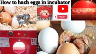 How to use incubators 😎😍😘 [upl. by Tsugua]