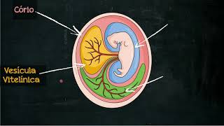 ANEXOS EMBRIONÁRIOS  EMBRIOLOGIA [upl. by Gnoh]