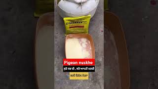 Tetracycline Powder Use in winter trending shorts viralvideo deeppigeonaccessories kabootar [upl. by Aissila]