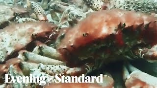 Thousands of spider crabs gather in spectacular phenomenon on Cornish coast [upl. by Niuqauj838]