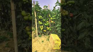 Tomato farming foryou [upl. by Aztiraj]