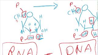 Nuleotides Chemistry [upl. by Kcor]