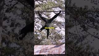 Gibbon facts you didn’t know🐵facts monkey gibbon monkeys wildlife animalfacts animals fact [upl. by Airdnaid586]