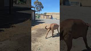 Smart pet dog shortfeed petdog stawell victoria enjoyeverymoment australia [upl. by Atiekram511]