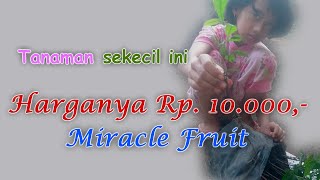 Tutorial Menanam dan Merawat Miracle Fruits dalam Pot yang Benar Sampai Panen Buah Ajaib di Rumah [upl. by Rosena344]