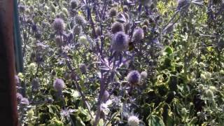 Sea holly Eryngium planum [upl. by Doownelg]