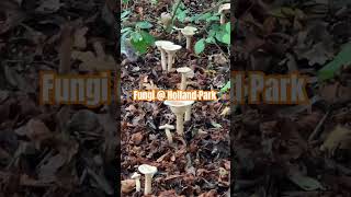 FUNGI GROWS  HOLLAND PARK  london shorts food [upl. by Maddy315]