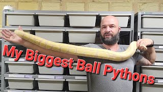 How big do ball pythons get My biggest Ball Pythons [upl. by Riane]