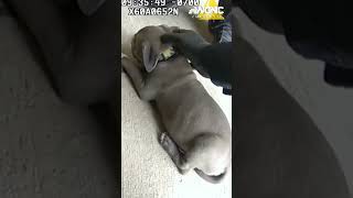 VIDEO Narcan given to puppy after accidental fentanyl OD [upl. by Aicel]