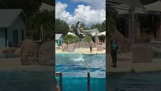 Live from SeaWorld Orlando Florida [upl. by Zendah]