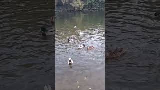 Sonido de patos en el agua [upl. by Hgielyk]